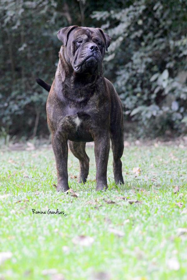 Minas Anor's Trust &amp; Obey | Bullmastiff 