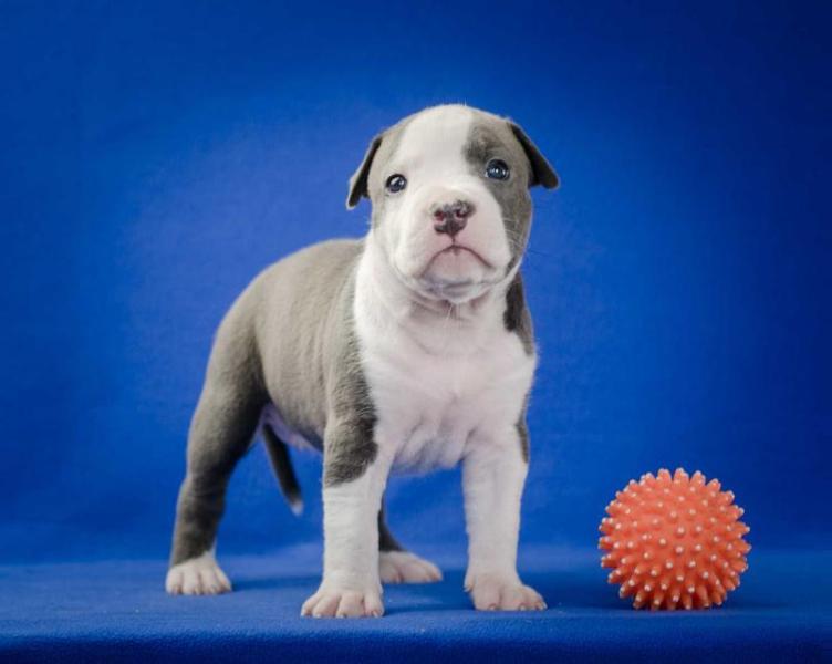 Jaga-Jaga Gloria Way | American Staffordshire Terrier 