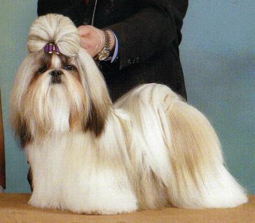 Nanking's Twist of Fate | Shih Tzu 