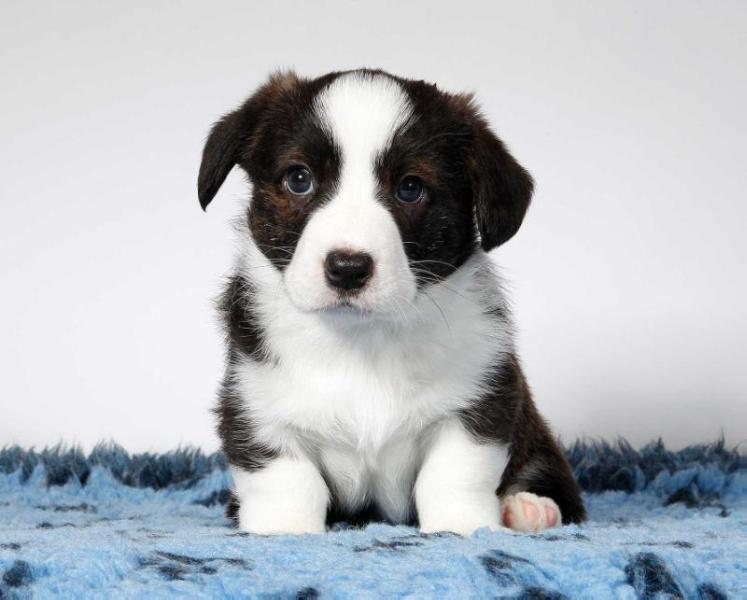 Cardiganium Jasmin | Cardigan Welsh Corgi 