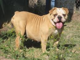 Sullivans Sophia | Olde English Bulldogge 