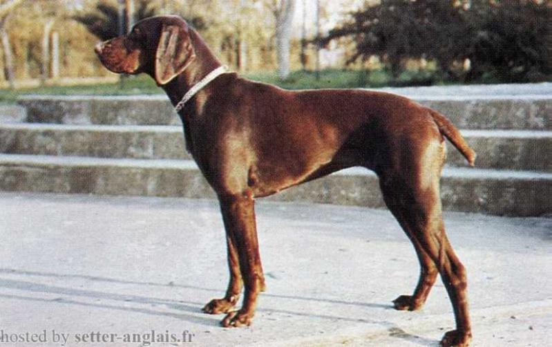 Urka de Langeron | German Shorthaired Pointer 