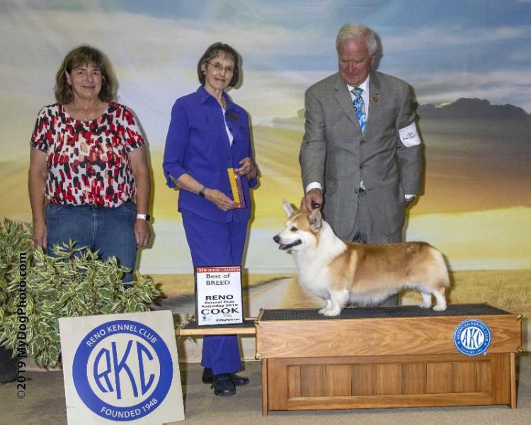 Brnayr Oktoberfest at Cali Cruz | Pembroke Welsh Corgi 