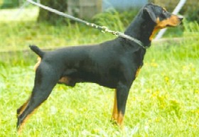 JASON vom Awarenring | German Pinscher 