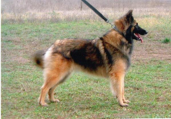 Hurkatöltési Havankulam | Belgian Tervuren 