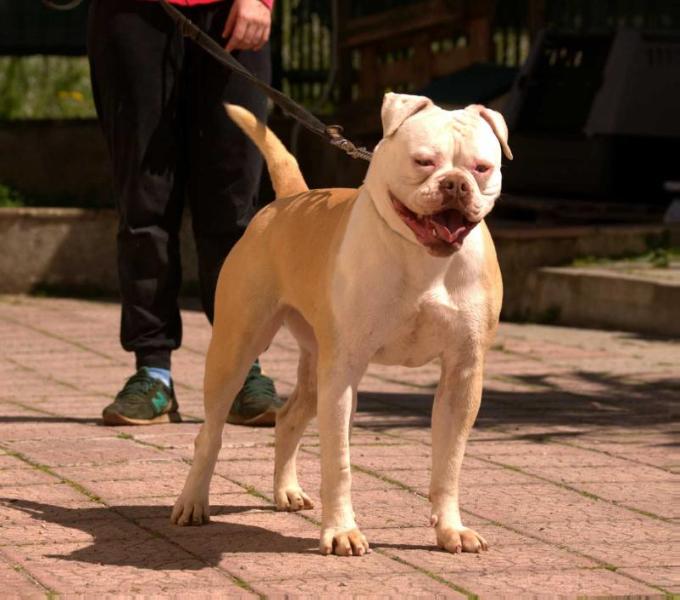 Chiaradia's Milana | American Bulldog 