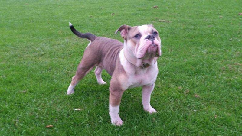 BullsofIrelandRhino@Carrs | Olde English Bulldogge 