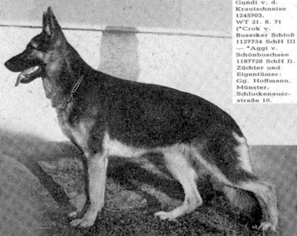Gundi von der Krautschneise | German Shepherd Dog 