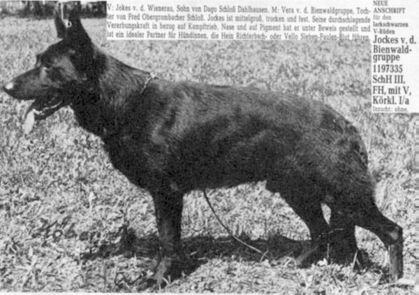 Jockes von der Bienwaldgruppe | German Shepherd Dog 