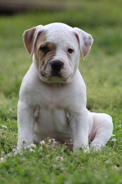 Blevins / Williams' Let The Games Begin "Bane" | American Bulldog 