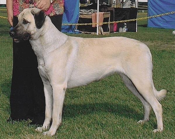 Gerlach Sirin | Anatolian Shepherd Dog 