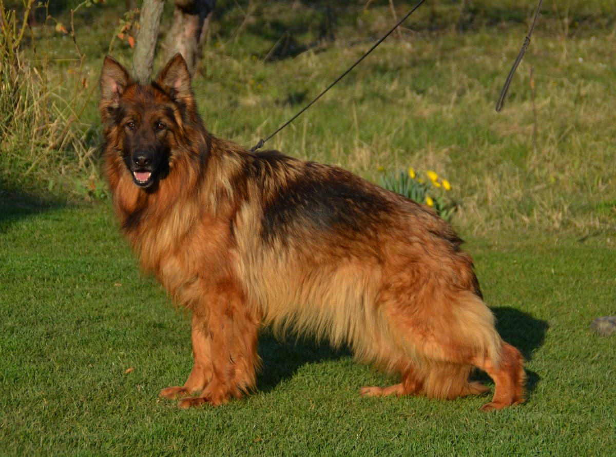 K-TILA vom MAKIBILLY | German Shepherd Dog 