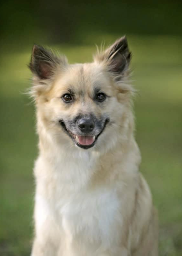 Tri-Star Hroi Hottur Alia | Icelandic Sheepdog 