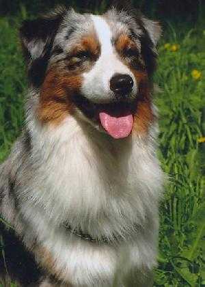 Briarbrooks To The Max | Australian Shepherd 