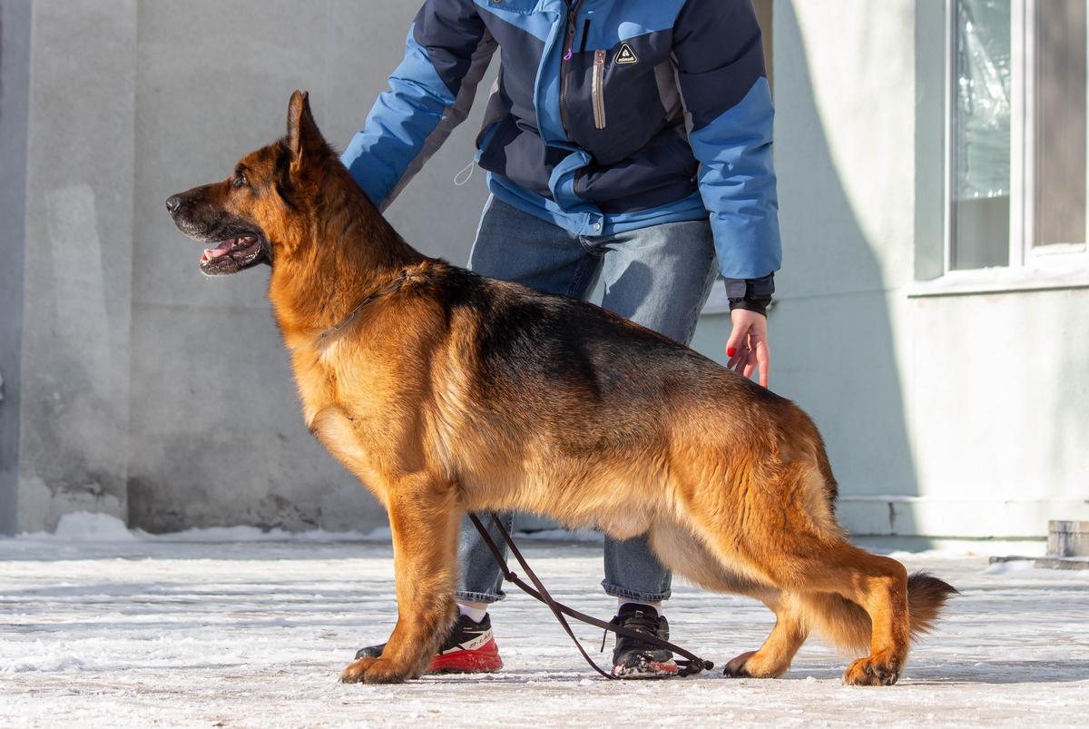 Shtern Yarkaya Zvezda | German Shepherd Dog 