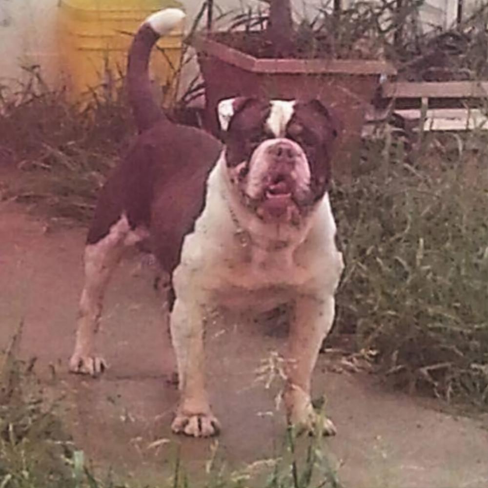 BlackSmith's Primo | Olde English Bulldogge 