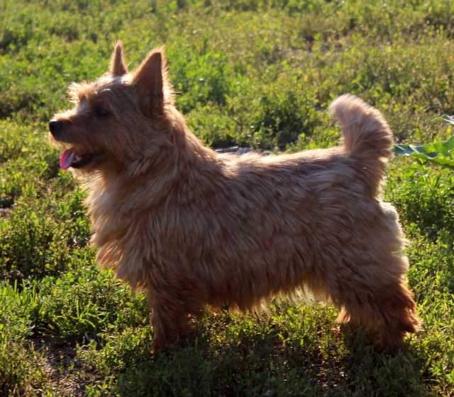 YANKA GRAND VILLA ROSE | Norwich Terrier 