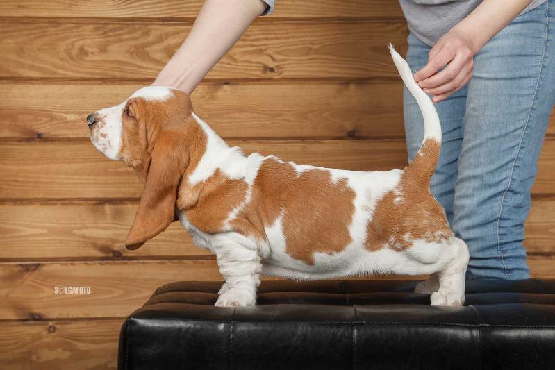 Amelhuk Amore Mia | Basset Hound 