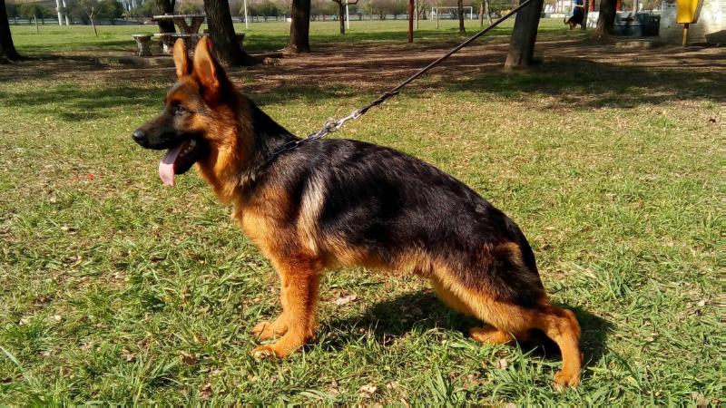 BURJHAN VON HAUS GRAFANT | German Shepherd Dog 