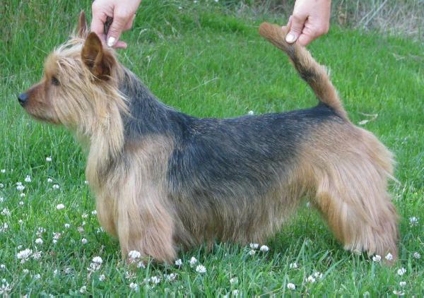 Bene Itsozi Top Line | Australian Terrier 