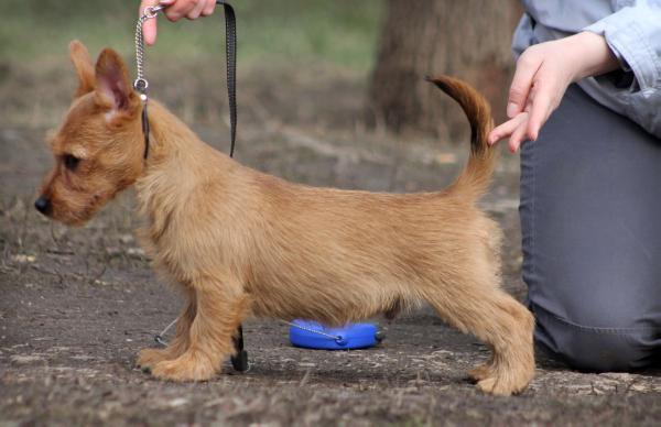 Jarden iz Zvezdnogo Grafstva | Australian Terrier 