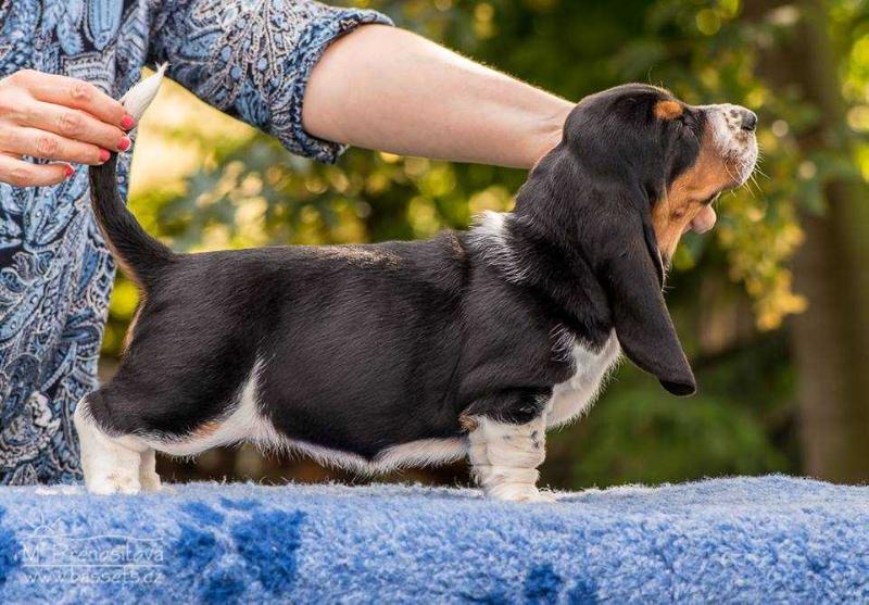 Una Lady Barnett's | Basset Hound 