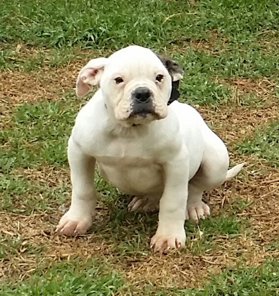 Trublood's Katana | American Bulldog 