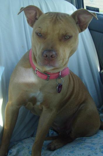 TBK's Spirit Of Venom aka Kooters | American Pit Bull Terrier 