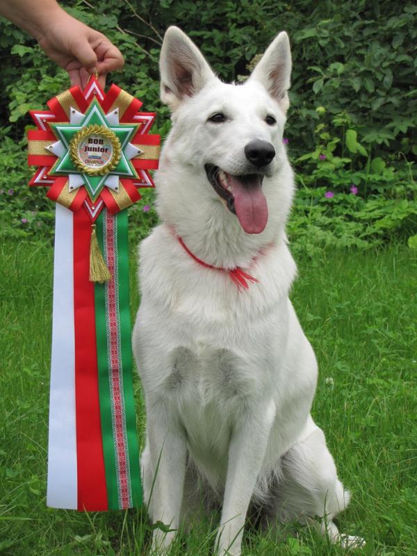 Venezia | White Swiss Shepherd Dog 