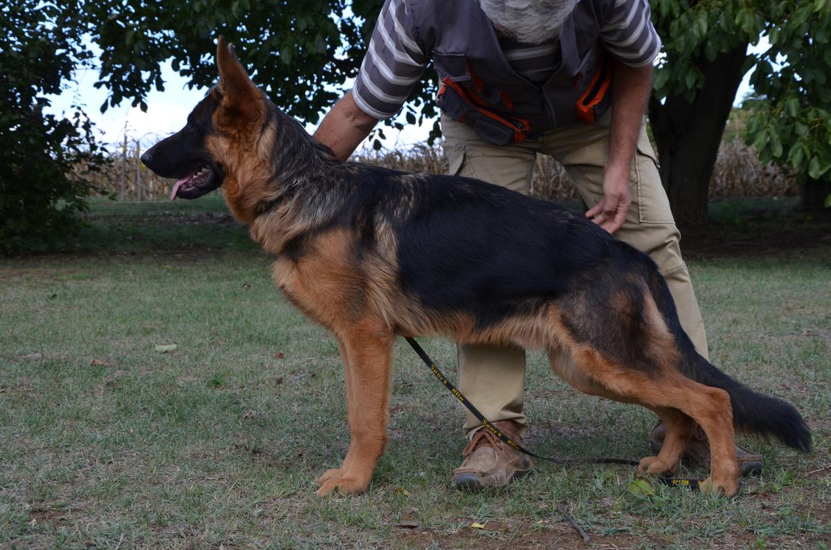 Rögzöd-völgyi Xando | German Shepherd Dog 