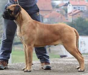 Manchester Of Godlike Step | Bullmastiff 