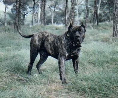 Brado de Ordepaifos | Perro de Presa Canario 