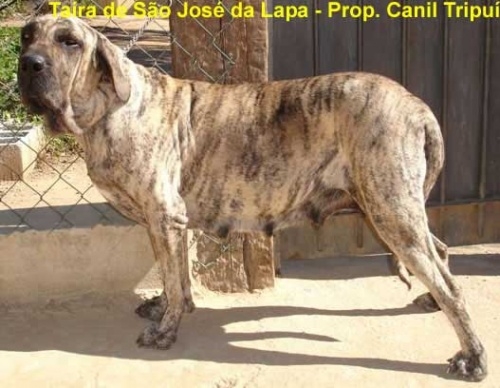 TAIRA DE SAO JOSE DA LAPA | Fila Brasileiro 