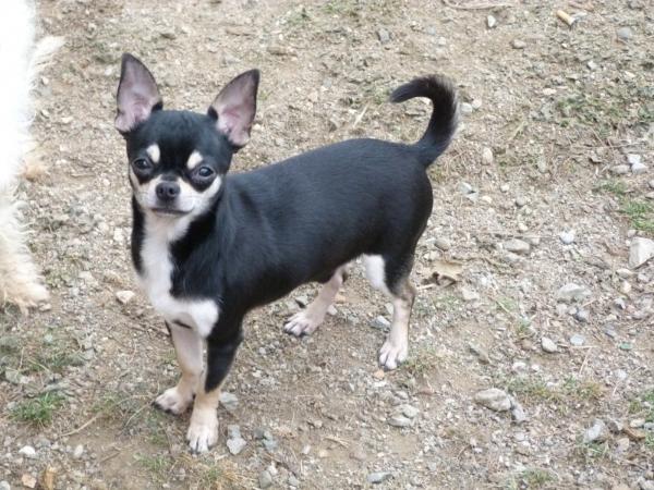 FLICK DI BRANCO PICCOLO | Chihuahua 