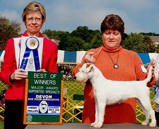 Highland Downs Brooklin Star | Parson Russell Terrier 