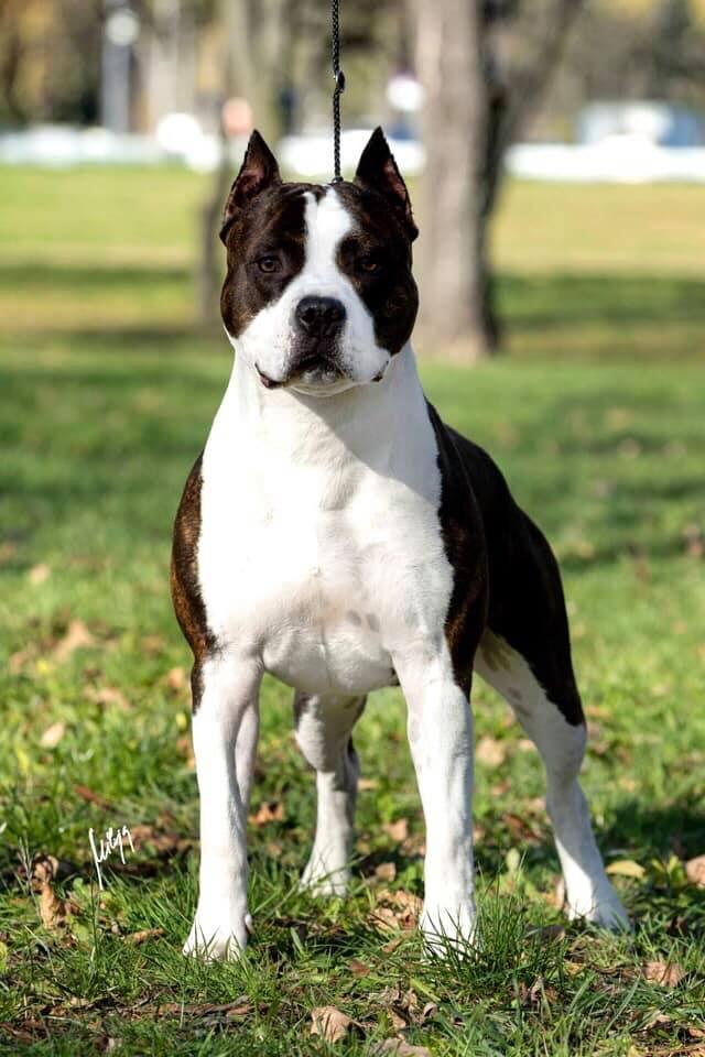 Nero Inferno Staff | American Staffordshire Terrier 