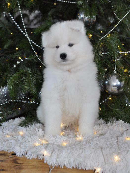 QUEBEC COSMOS The Glow Of The Snowy Star | Samoyed 