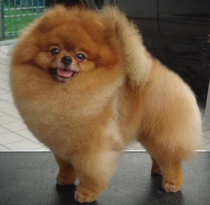 Don't Play With Funny Money WOW | Pomeranian 