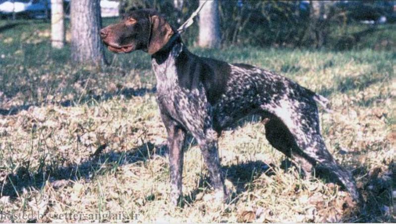 Oyo du Mont de Epinettes | German Shorthaired Pointer 