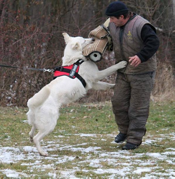 Avalon Altája | White Swiss Shepherd Dog 