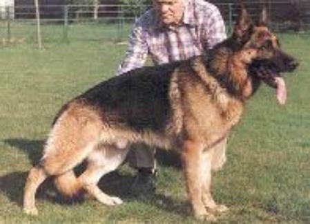 Mutz von Adeloga | German Shepherd Dog 