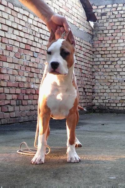 MysticStaff ROLEX | American Staffordshire Terrier 