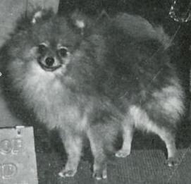 Mckamey's Ideal Perfection | Pomeranian 