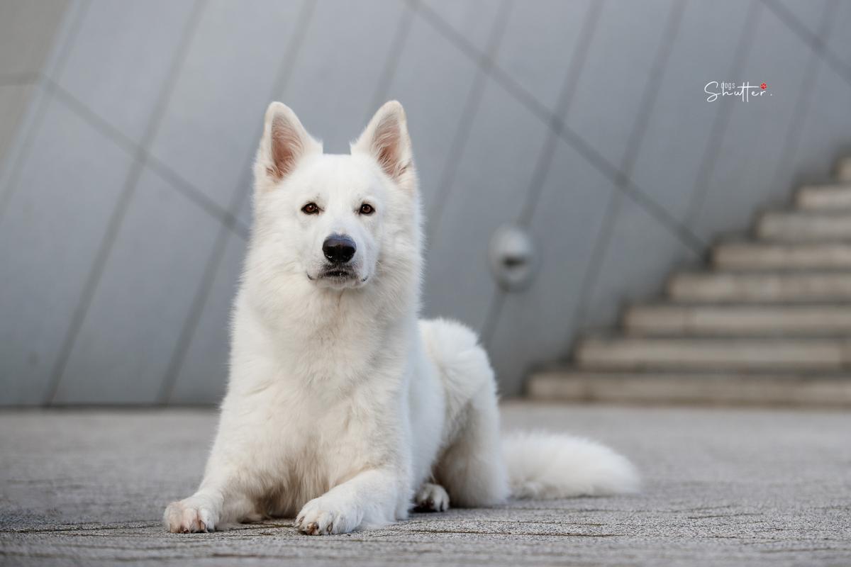 White Dream Team VIKING VIGGO | White Swiss Shepherd Dog 