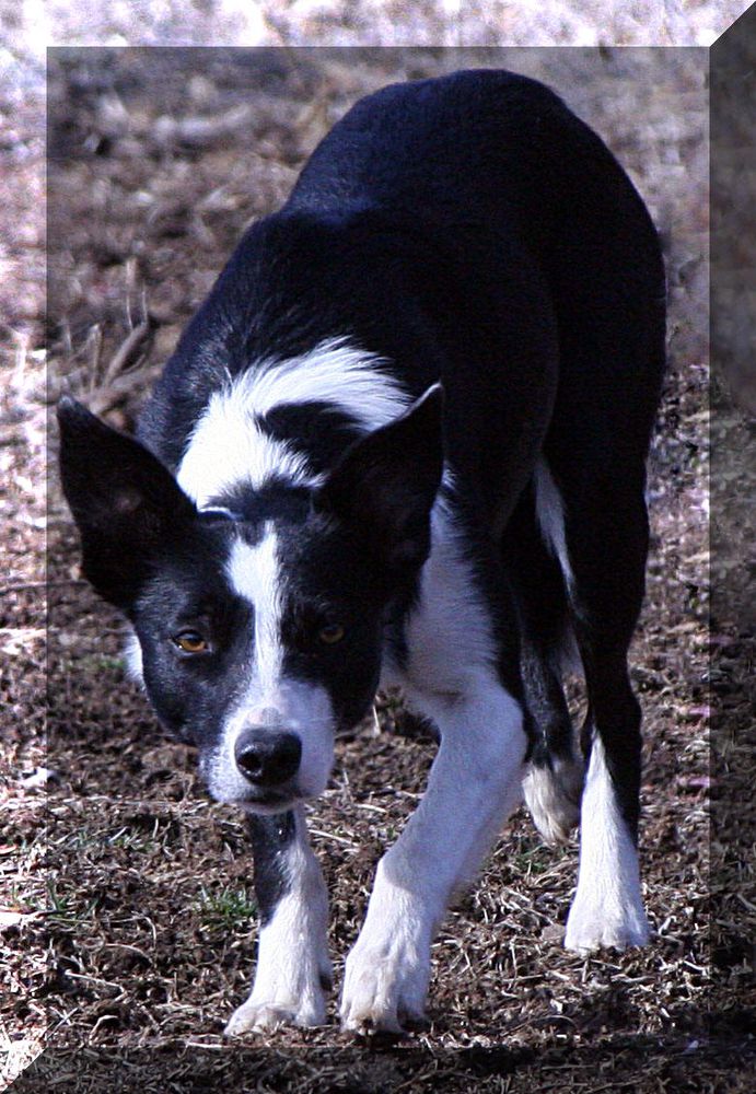 B24 Zip ABCA353508 | Border Collie 