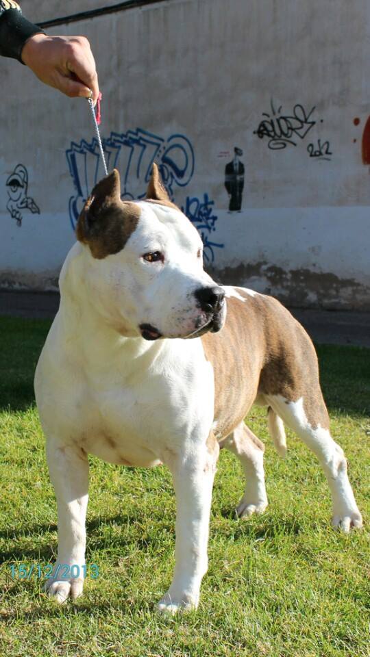 Bronco de Cansjuansa | American Staffordshire Terrier 