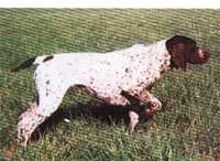 Glace V KS V Hegehaus | German Shorthaired Pointer 