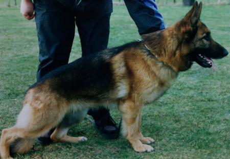 Netty von der Michaelswiese | German Shepherd Dog 