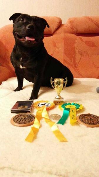 AMICUS TITANINE PEDA | Staffordshire Bull Terrier 