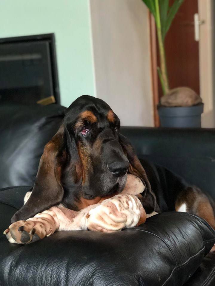 NewDown Bassets Westlife My Love | Basset Hound 